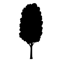 poplar tree silhouettes - black poplar tree, isolated transparent background