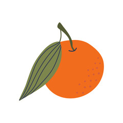 Tangerine with leaf. Sweet citrus fruit isolated on transparent background. Hand drawn flat design vector illustration.
