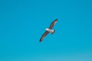 A seagull flying in the blue sky, soaring gracefully