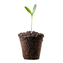 natural conservation concept. Plant sprouting from soil in a black pot against a dark background.