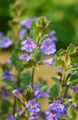 Obraz premium Glechoma hederacea blooms in nature in spring