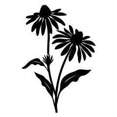 Black Silhouette of Two Echinacea Flowers with Leaves Botanical Illustration