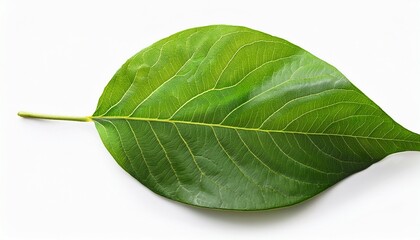 Obraz premium green leaves isolated on a white background