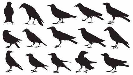 Obraz premium Caw silhouette vector set