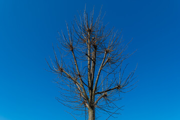 Bare tree against a clear blue sky during winter in a tranquil landscape