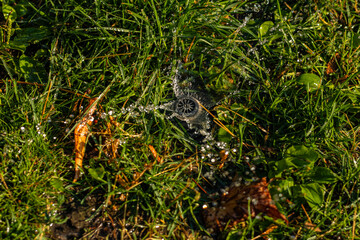 Lawn sprinkler spraying water droplets across wet grass and scattered leaves on a sunny day.
