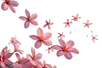 Obraz premium Floating Pink Flowers on transparent Background