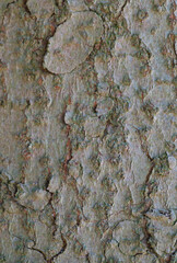 Beautiful close-up of the bark of abies alba