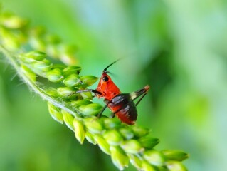 Red Conocephalus melanenus walking on green grass with blurred background 