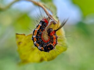 A curled, hairy caterpillar with striking orange, black, and white markings clings to a twig against a soft green and blue bokeh background. Macro.