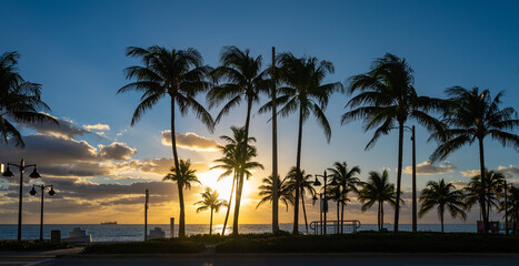 Silhouette of Waving Palm Trees on the Beach at Sunrise. Fort Lauderdale, Florida