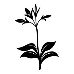 Black and white illustration of hosta , flower silhouette vector designs.
