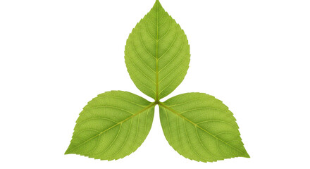 Isolated Green Leaf