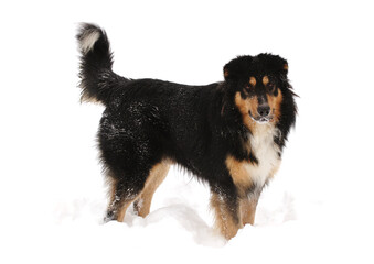 Dog in snow in a winter scene