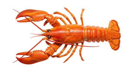 Isolated Lobster