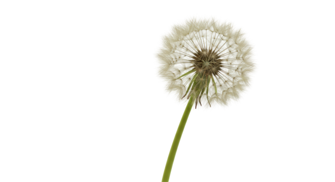 Isolated Dandelion Seed Head