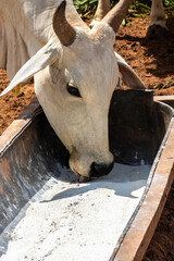 Nellore cattle feed on animal supplementation of mineral salt used on intensive grass system in...
