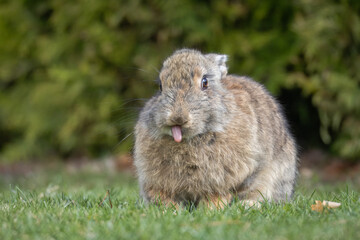 A female rabbit sits on the green grass and looks toward the camera lens, and shows its tongue on a sunny spring day. Rabbit in the grass