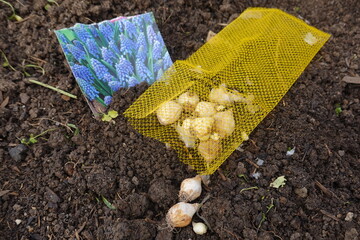 Grape hyacinth bulbs ready for planting in garden soil