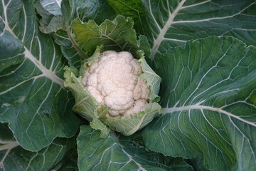 Cauliflower growing in garden surrounded by green leaves