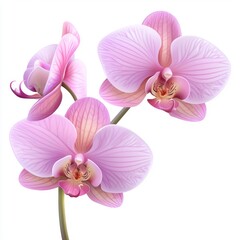 Obraz premium Delicate Pink Orchid Blooms with Soft Petals and Graceful Curves Set Against a Light Background for Floral Aesthetic