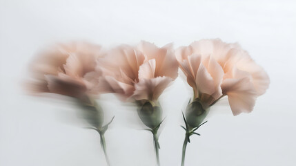 Blur flowers on white background. Minimalistic aesthetic background
