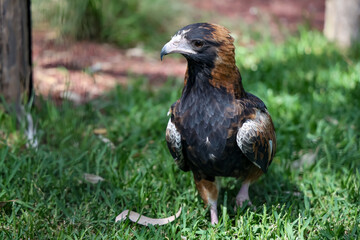 The black breasted buzzard is predator in nature at australia