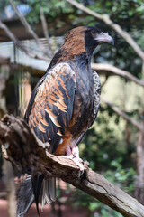 The black breasted buzzard is predator in nature at australia