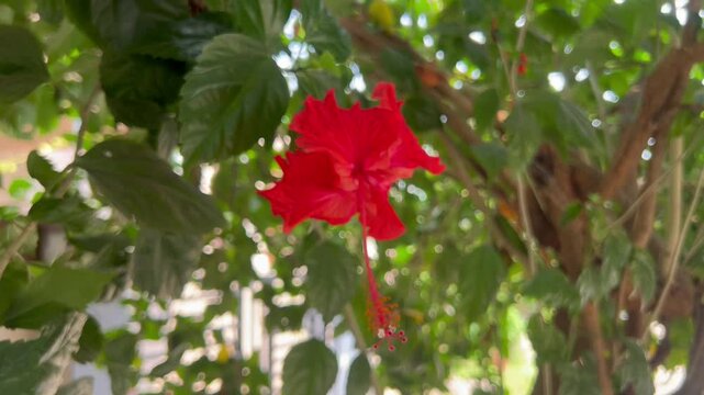 Red Hibiscus flower blooming among the leaves in the gardenHibiscus rosa-sinensis. China rose, Hawaiian hibiscus, rose mallow, tropical hibiscus It is wide. Exotic tropical island nature garden.