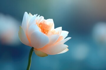 Obraz premium close-up of serene softly glowing lotus blossom in full bloom with ambient natural light emphasizing its intricate