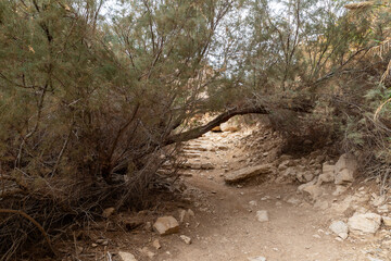 The path  leading through the Arugot Stream Nature Reserve near Dead Sea in the southern Israel