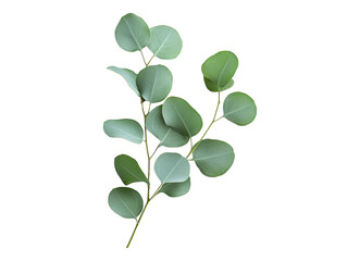Green eucalyptus leafy branch