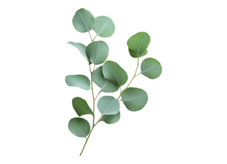 Green eucalyptus leafy branch
