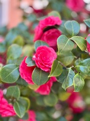 pink roses in garden