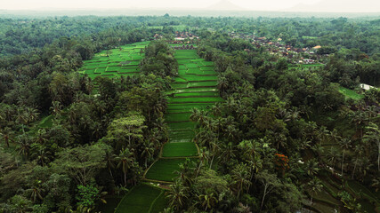 Rice filed and rice terrace on Bali, Indonesia