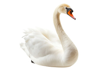 Swan in sitting position