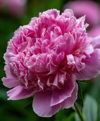 Obraz premium Beautiful peony flower in full bloom outdoors