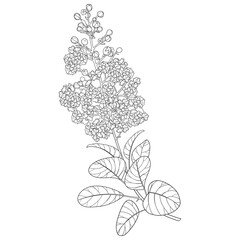 Stem of outline Lagerstroemia or crape myrtle flowers and leaves in black isolated on white background. 