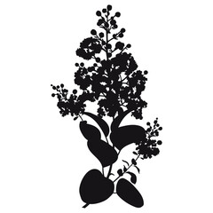 Silhouette of Lagerstroemia or crape myrtle flowers and leaves in black isolated on white background. 