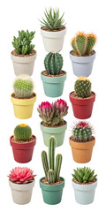 Fototapeta premium Twelve Assorted Succulents and Cacti in Colorful Pots, Isolated on Transparent Background, Plant Collection, Houseplants, Succulents, Cacti, Houseplants