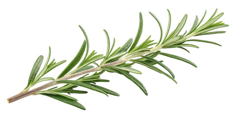 Fototapeta premium Fresh Rosemary Sprig, Isolated on Transparent Background, Culinary Herb, High-Resolution Image, Rosemary, Herb, Cooking