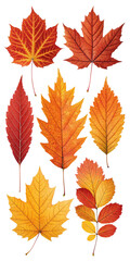 Obraz premium Autumn Leaves Collection Eight Isolated Red and Orange Fall Foliage on Transparent Background, PNG, Fall Decor, Autumn, foliage, leaves