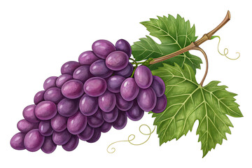 Fototapeta premium Red Ripe Grape Cluster