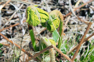 シダ植物の新芽