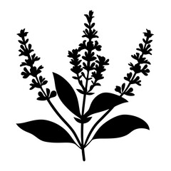 Black and white illustration of salvia , flower silhouette vector designs.
