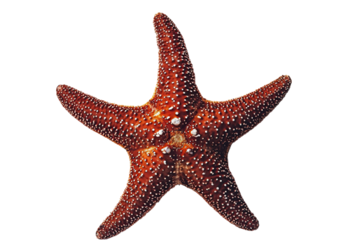 Star fish