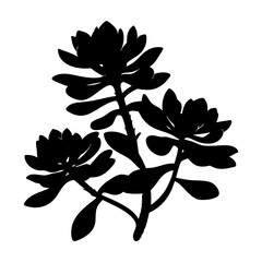 Black and white illustration of sedum , flower silhouette vector designs.