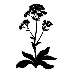 Black and white illustration of sedum , flower silhouette vector designs.