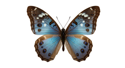 Isolated Blue Morpho Butterfly with Open Wings