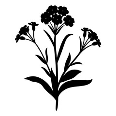 Black and white illustration of swee alyssumt , flower silhouette vector designs.